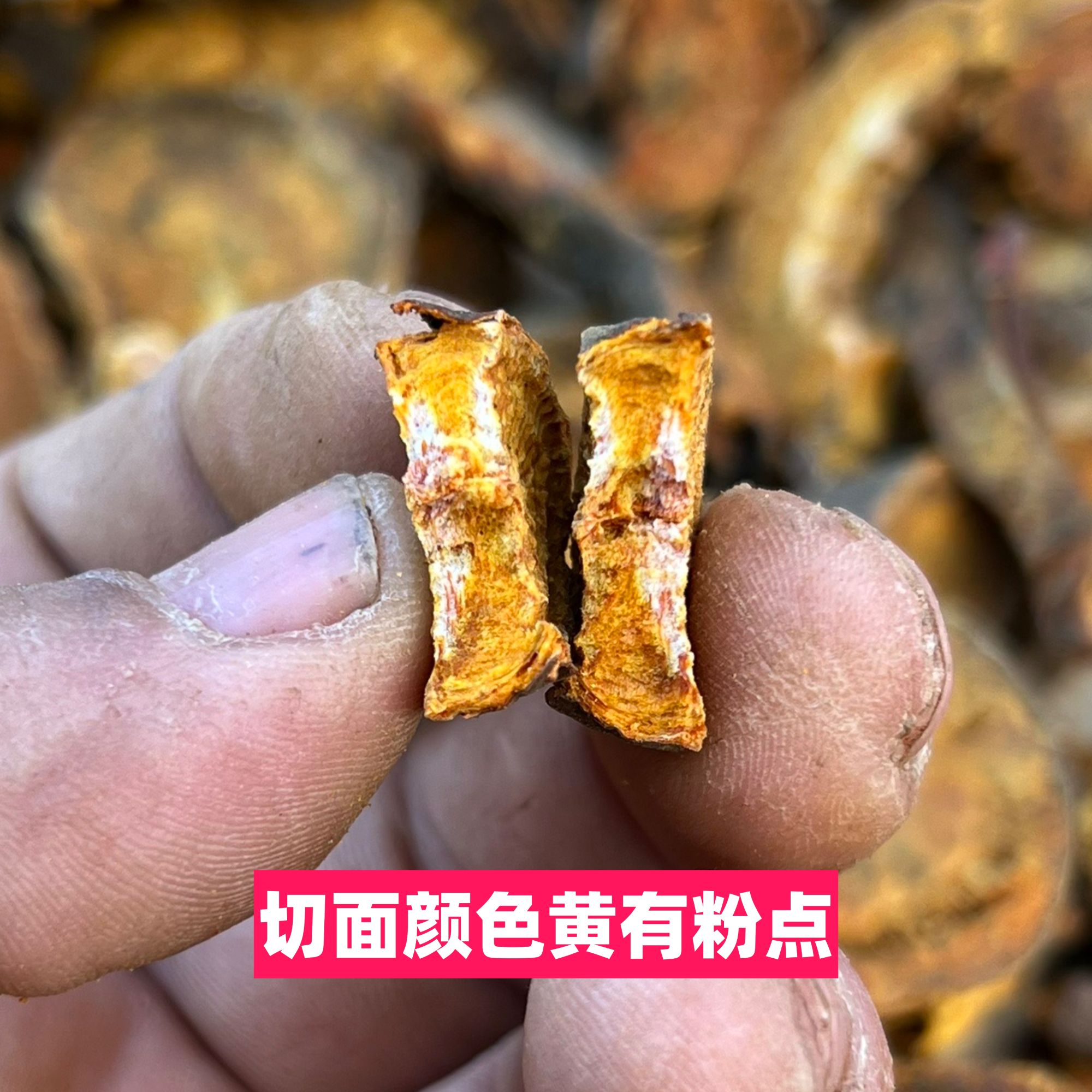 正宗大黄青海唐古特大黄今年新货