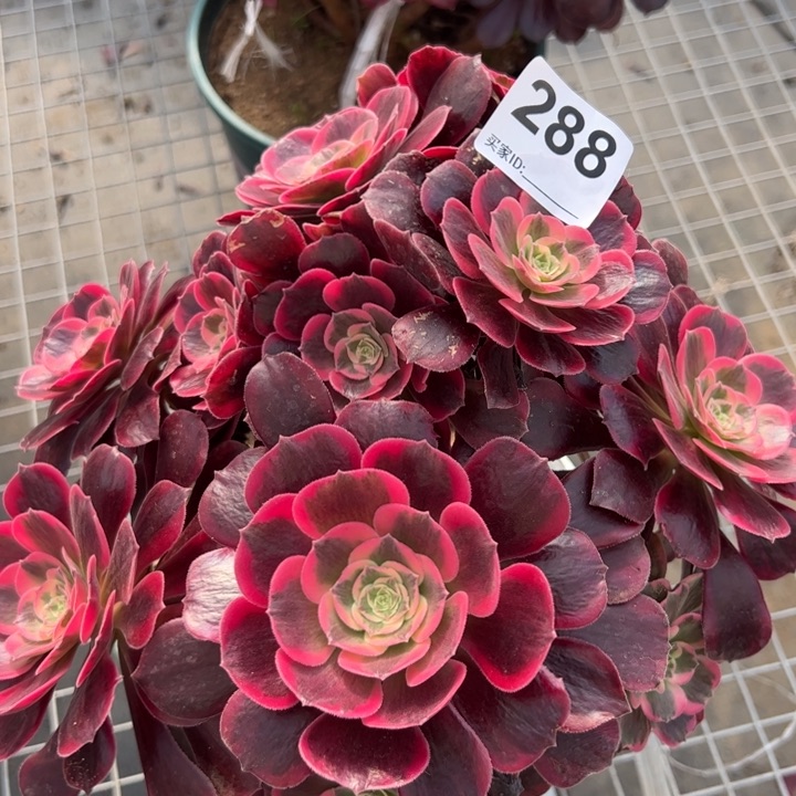 288凤冠23厘米左右