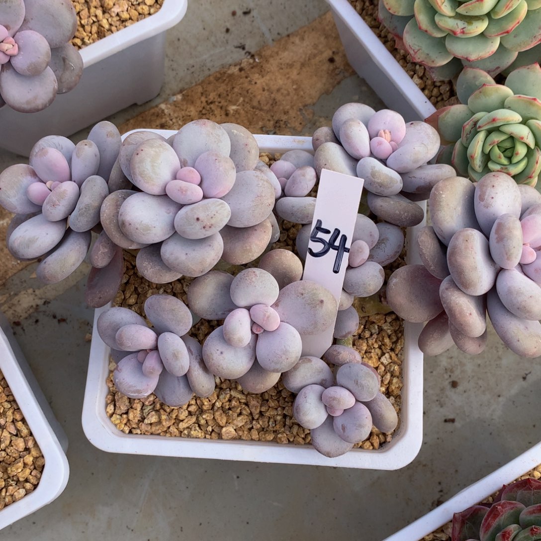 郭***°原是奶酪727272727282