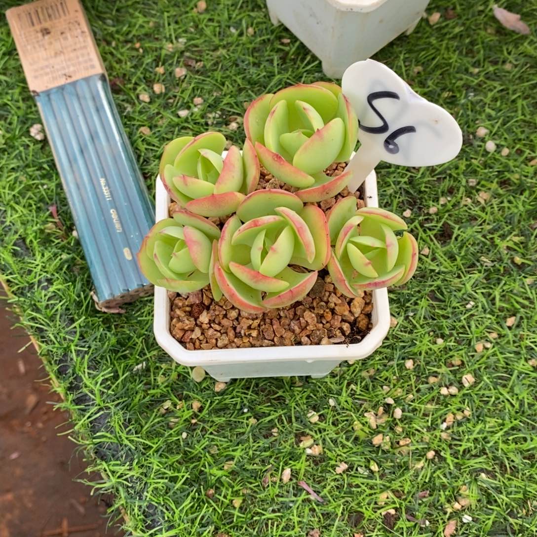 橙***.碧桃群有砍多肉植物