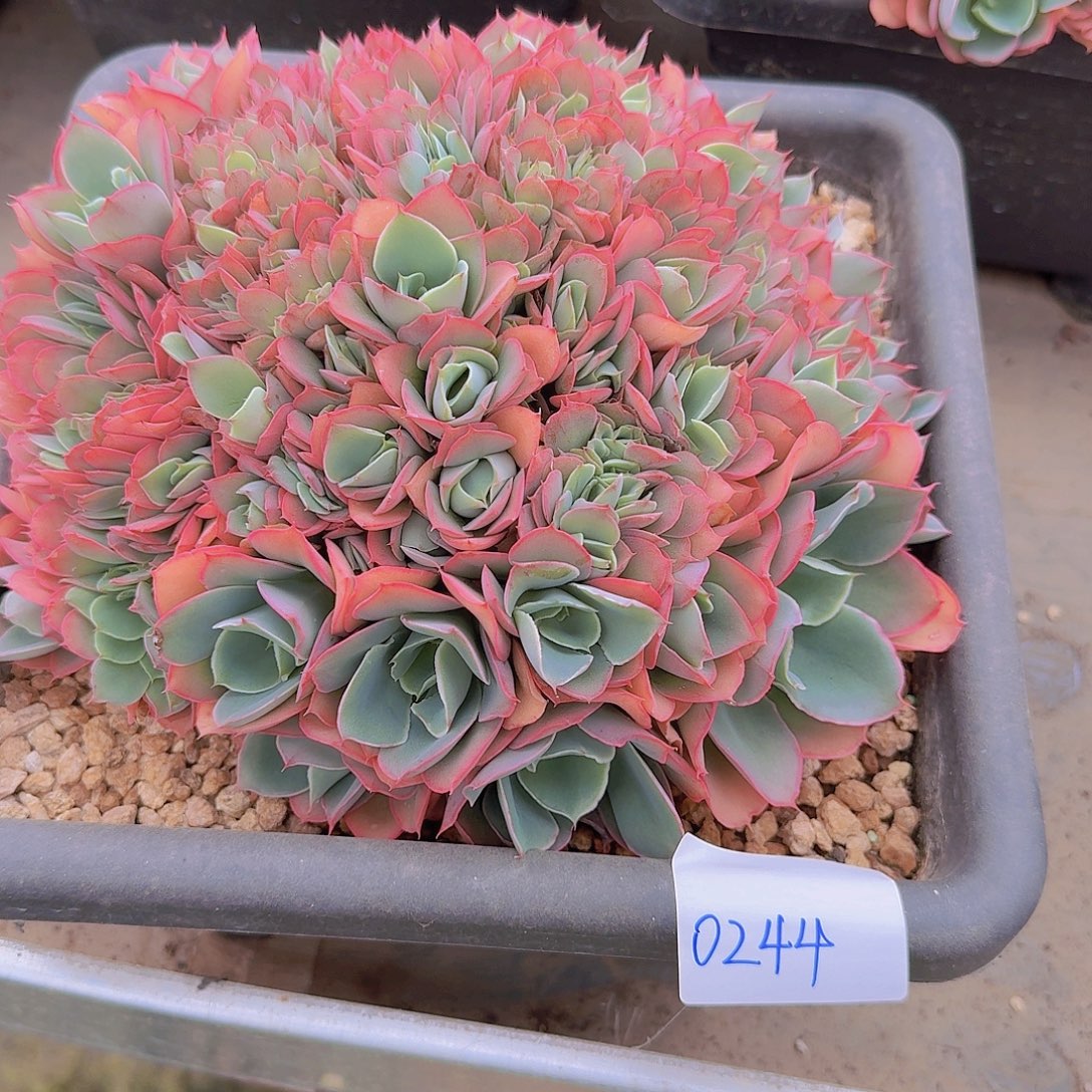 夕***颜0244芬克缀多肉植物