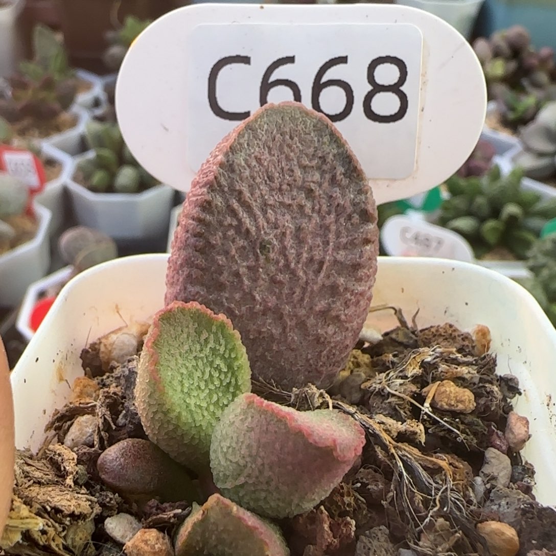 福利 多肉水泡。668。 