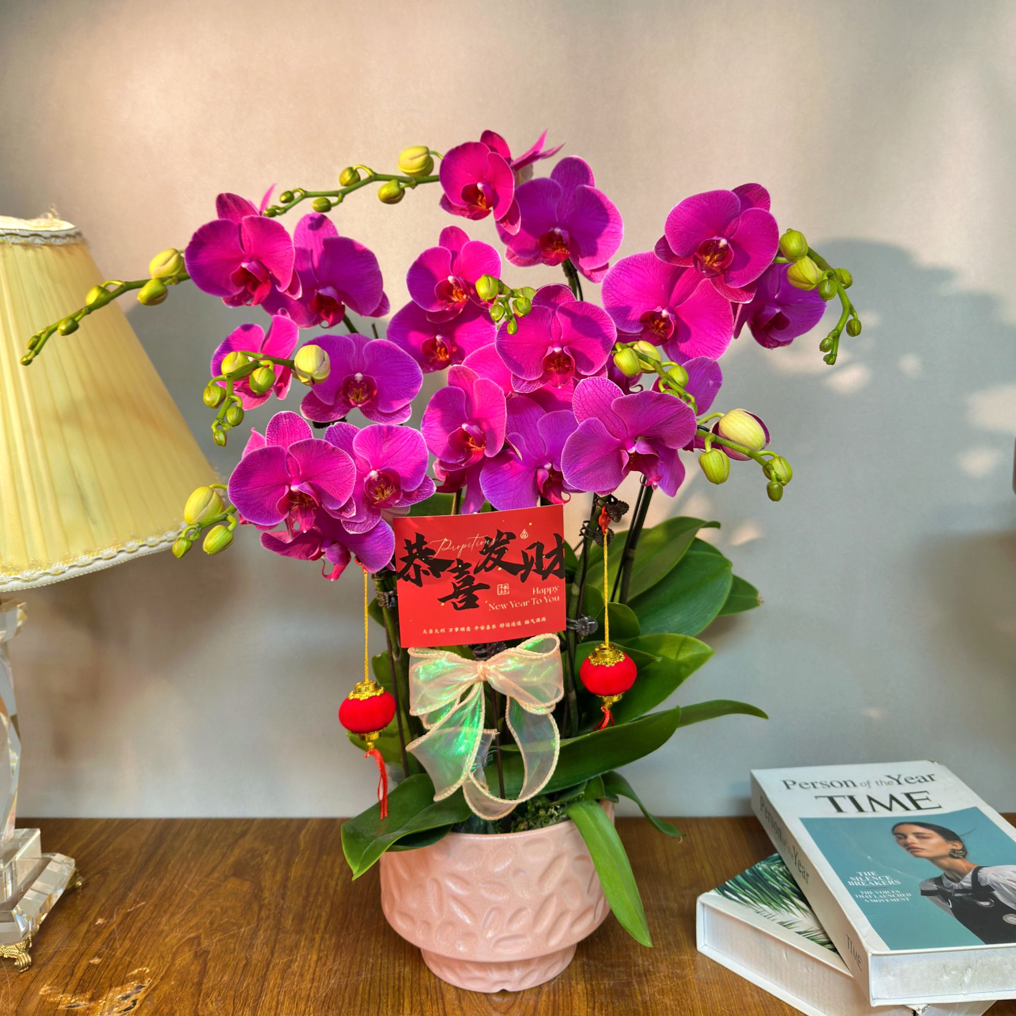 蝴蝶兰【恭喜发财】玫红色系 喜庆年宵花 蝴蝶兰鲜花室内送礼花卉
