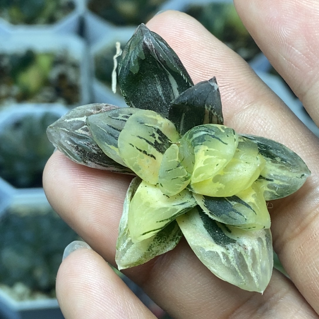 没***器是是是是是是是是是寿