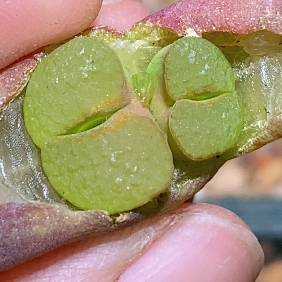 双头班克雪花双头班克雪花