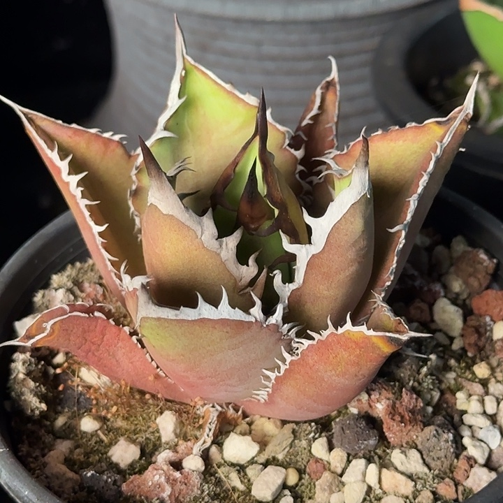 无花朵龙舌兰仁王冠火花