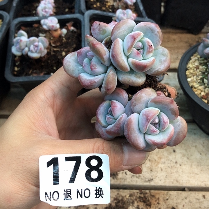 吖***妹星影石榴籽福利出咯 178