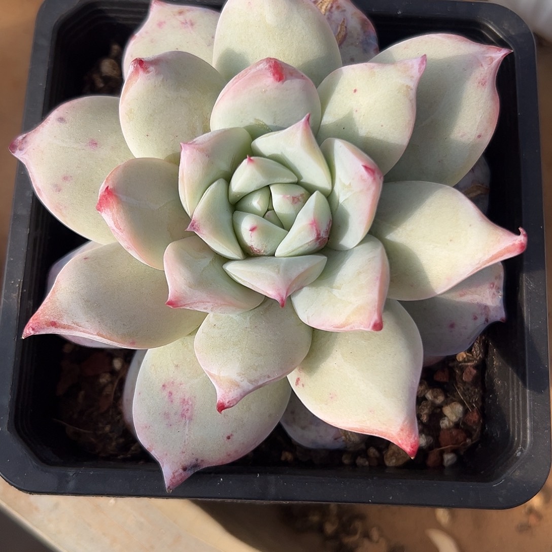 祖母绿变异体多肉植物