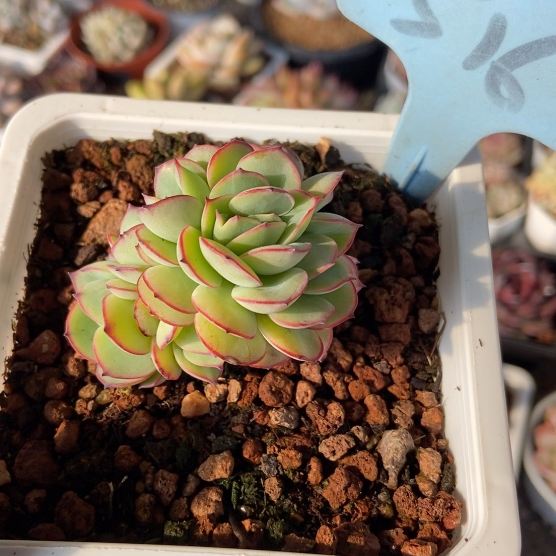 516牡丹亭多肉植物