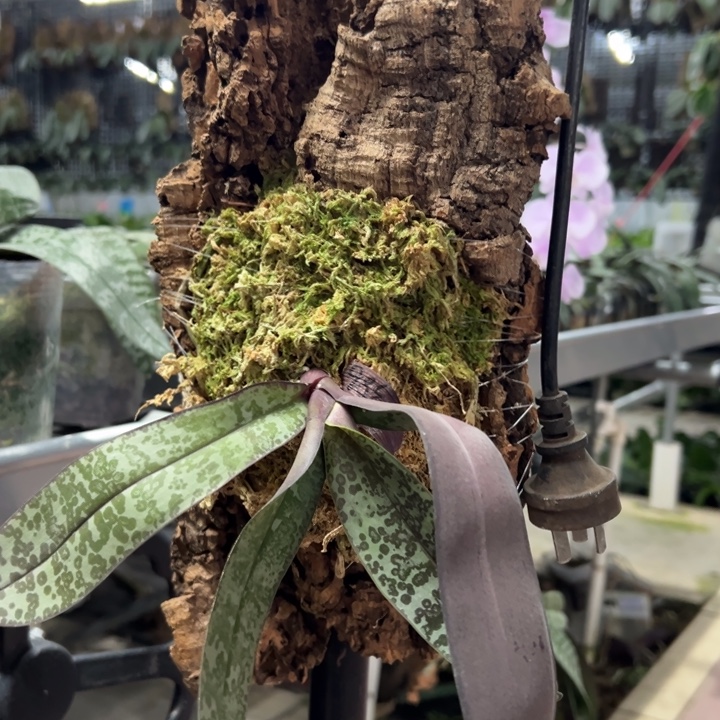 完全开放啵啵 扭掰史塔基