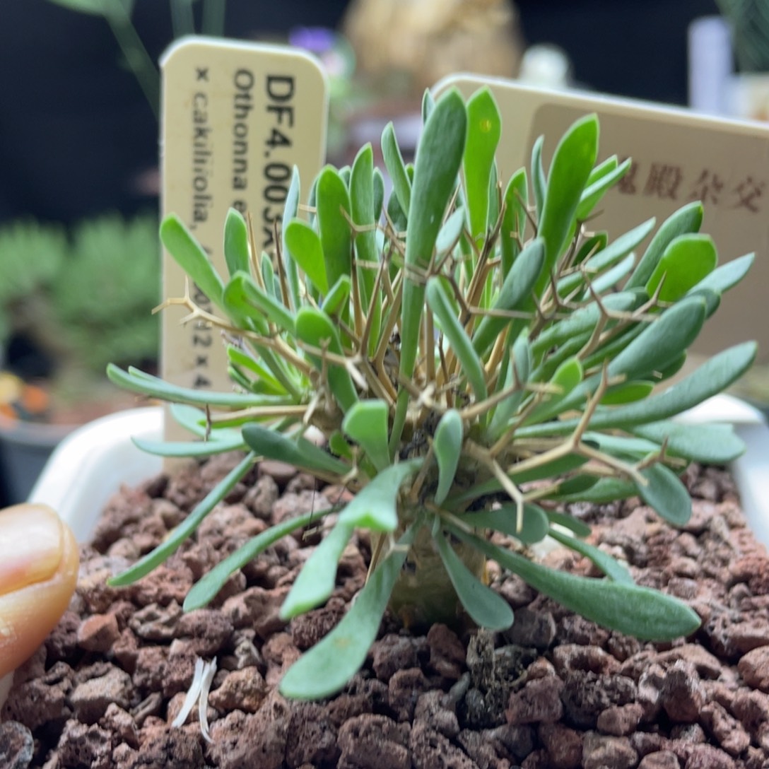 黑鬼殿杂交一物一拍带盆发货