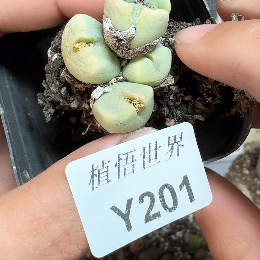 201号多肉植物哇f g