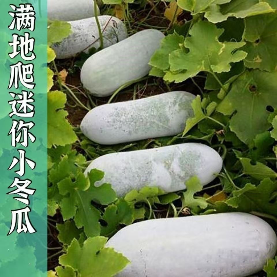 小冬瓜秧苗山东寿光蔬菜之乡优质种苗地基