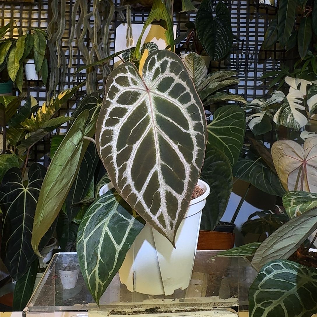 完全开放K172粉柠檬红杂skg红