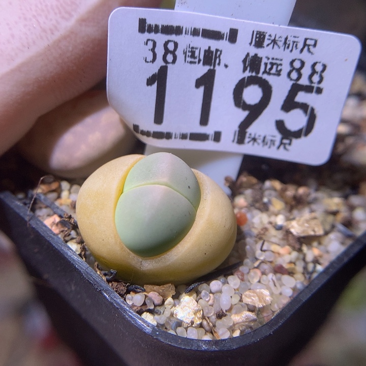 zzz精品生石花1195