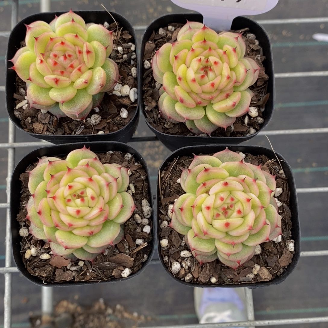 M19-精品玉玲珑单头一个