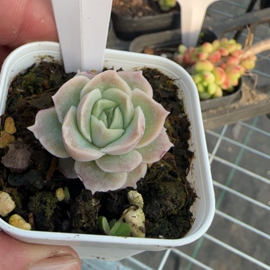 256水晶虾饺一物一拍多肉