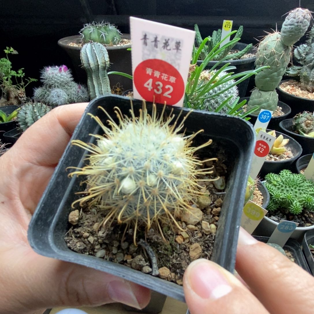 实生狂刺菊慈童3.7cm