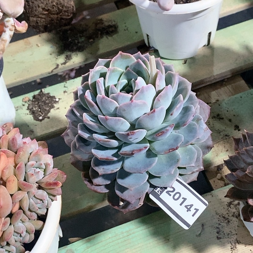 【闪购商品】杂29141