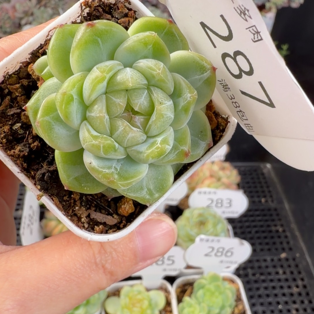 财双头福利287号一颗发