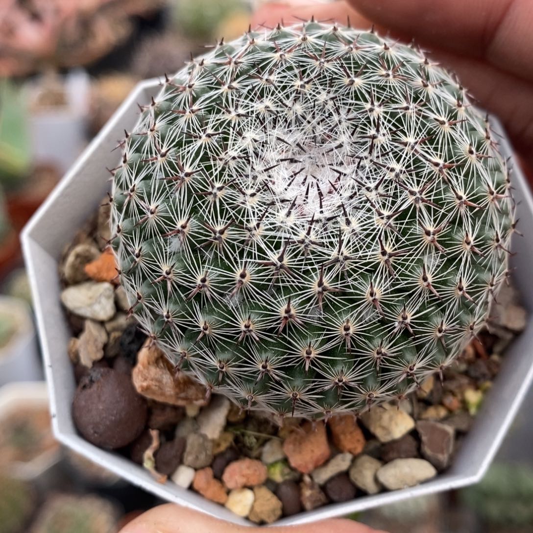 植播园艺优选恋山彦