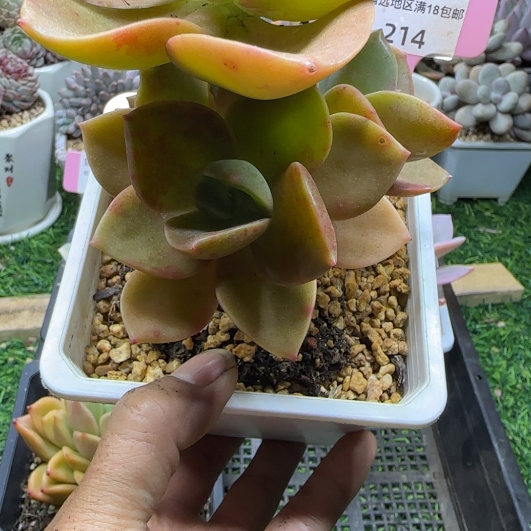 锦安精品多肉植物214