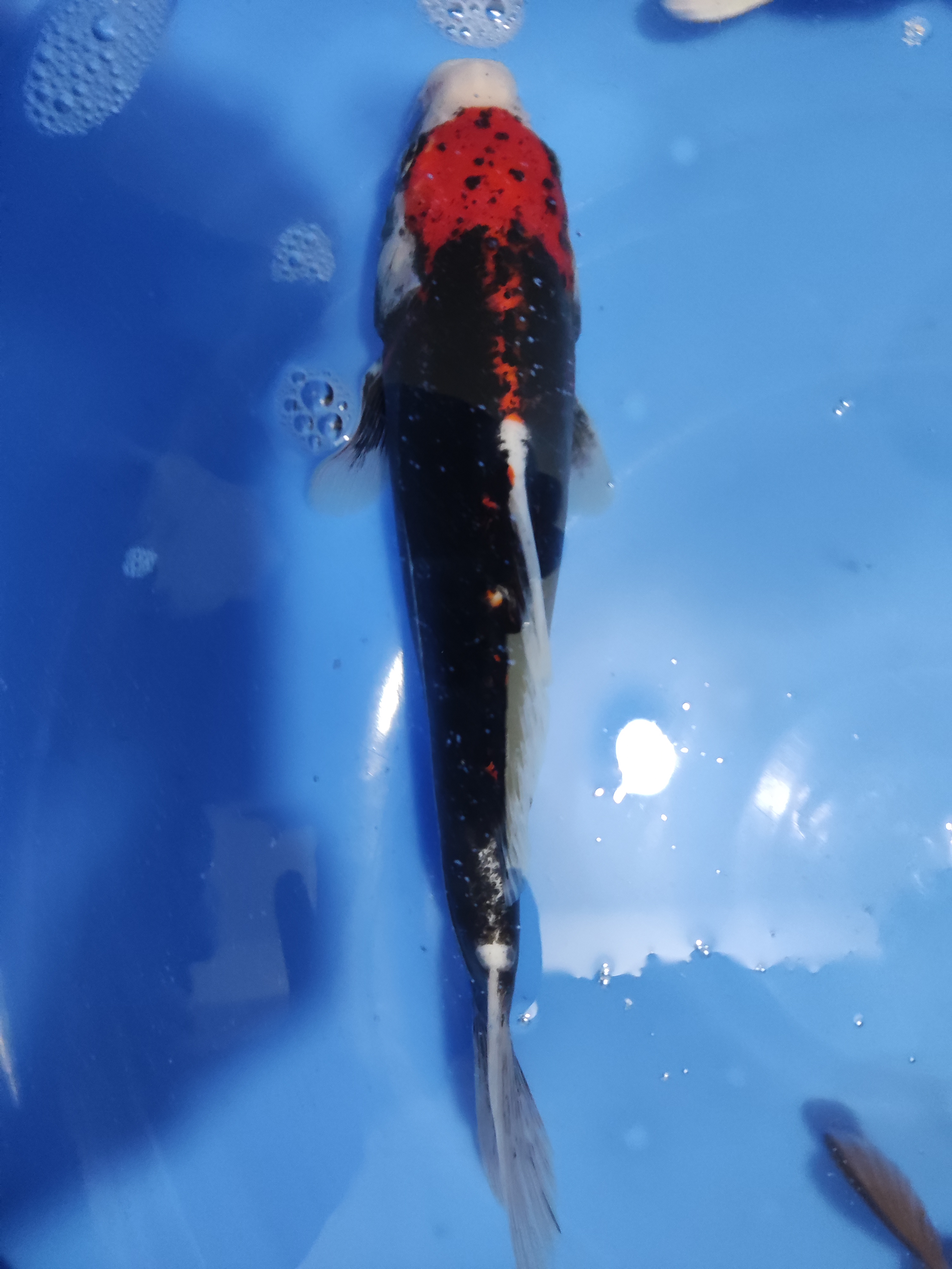 大正三色锦鲤冷水观赏鱼好养耐活淡水鱼活体纯种血统红白