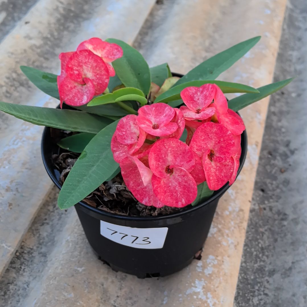 完全开放苏婉娜直播间一物一拍