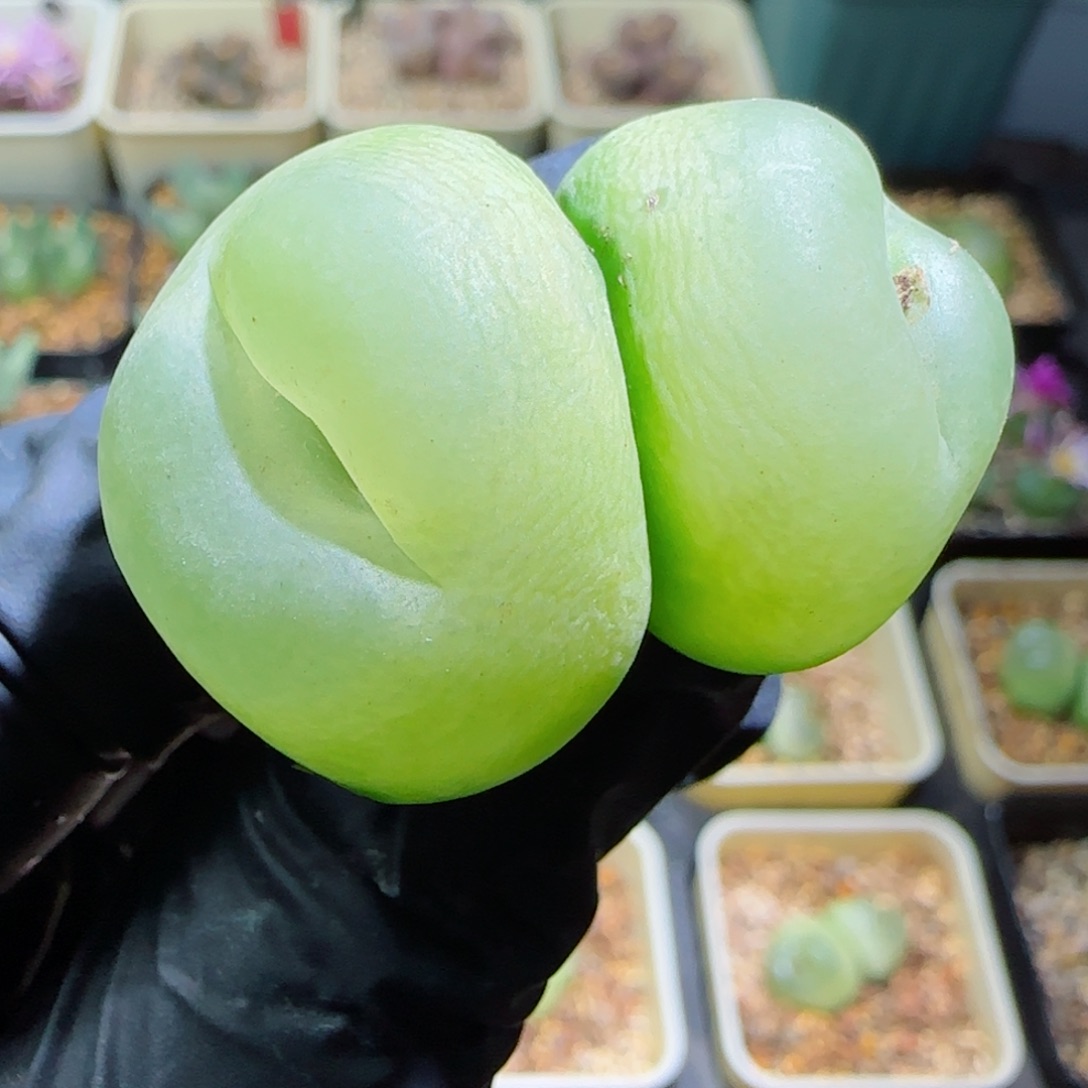 多肉植物大拉登7号