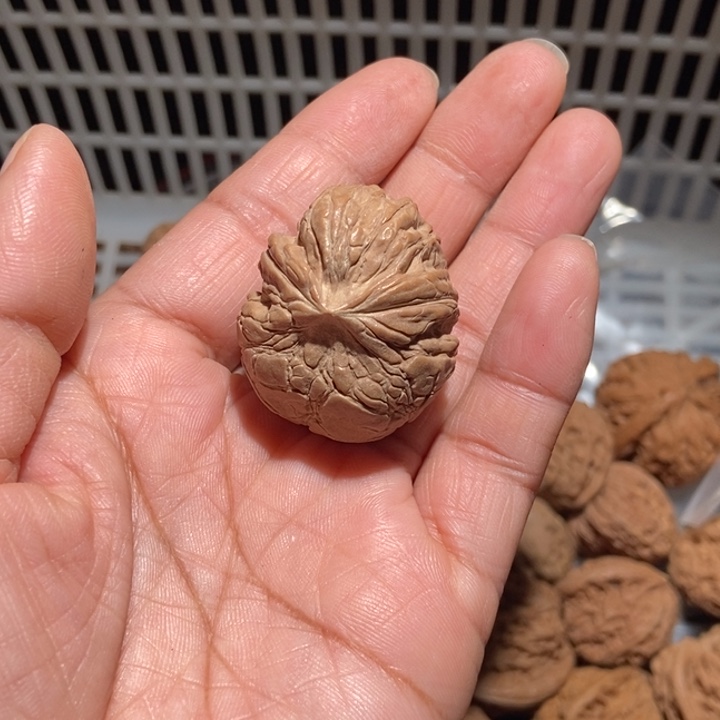 蓝***航核桃元宝蛇尺寸32