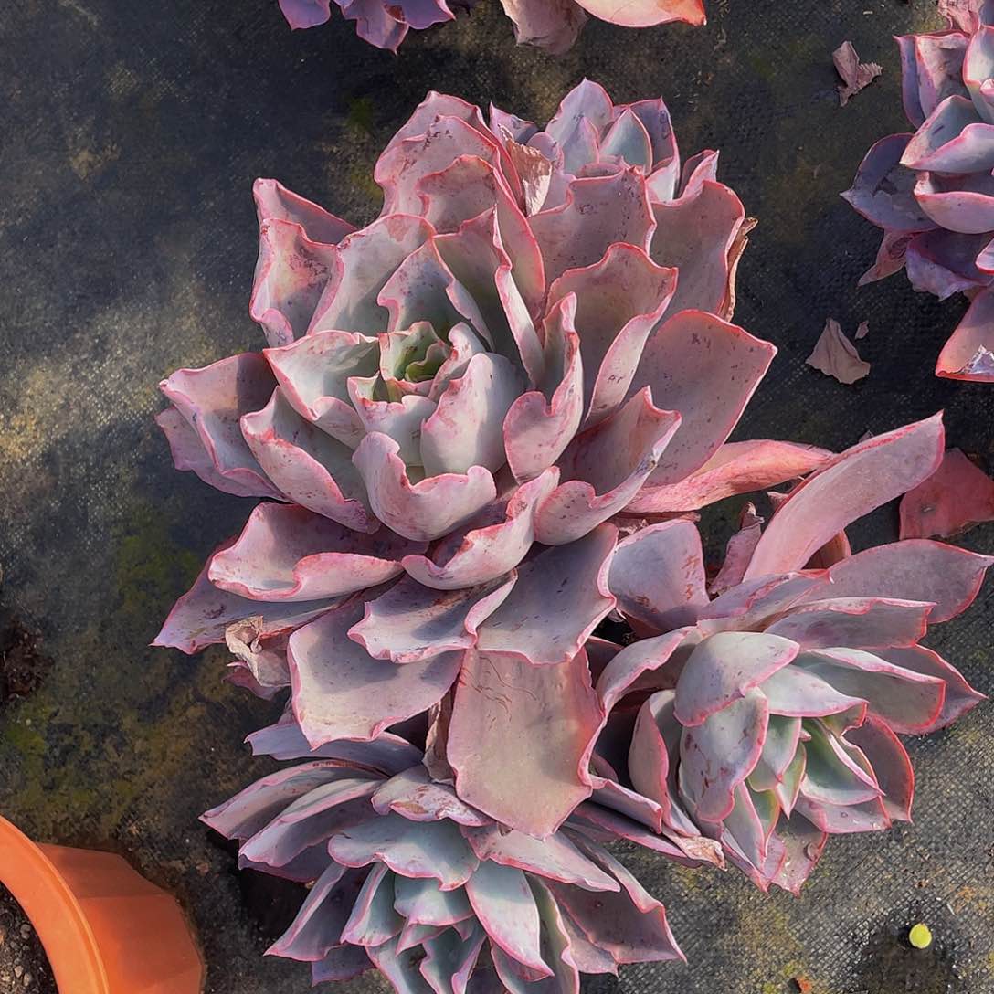 晚霞仙子多头26.8多肉