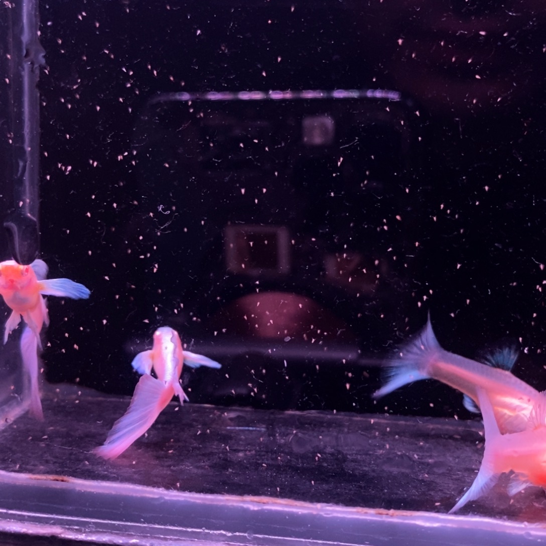 孔雀鱼蓝色飞船两对