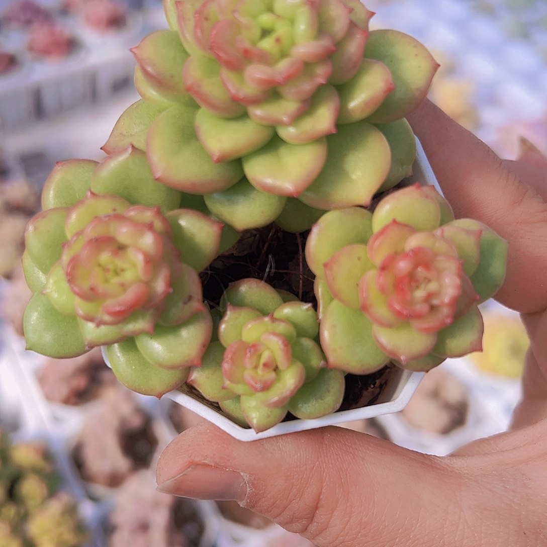 苹果花19包邮多肉