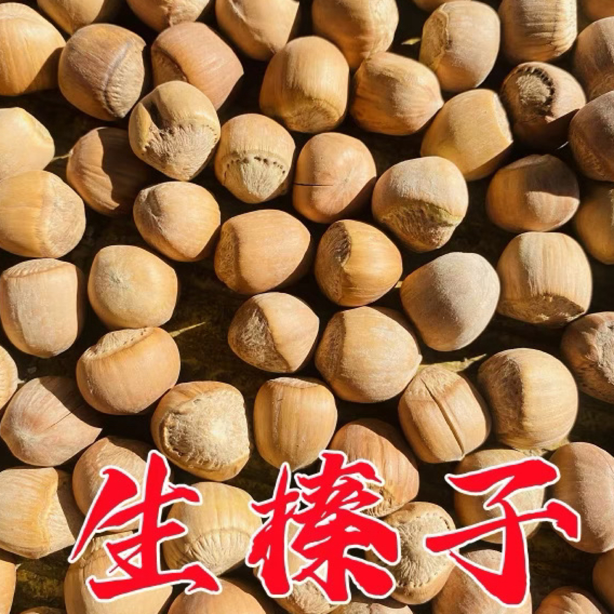 《晒干未加工》生榛子 玉坠 达维大榛子