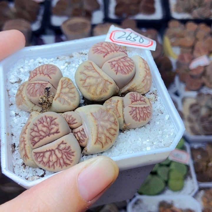 爱**秋樱桃爱妃们的美肉