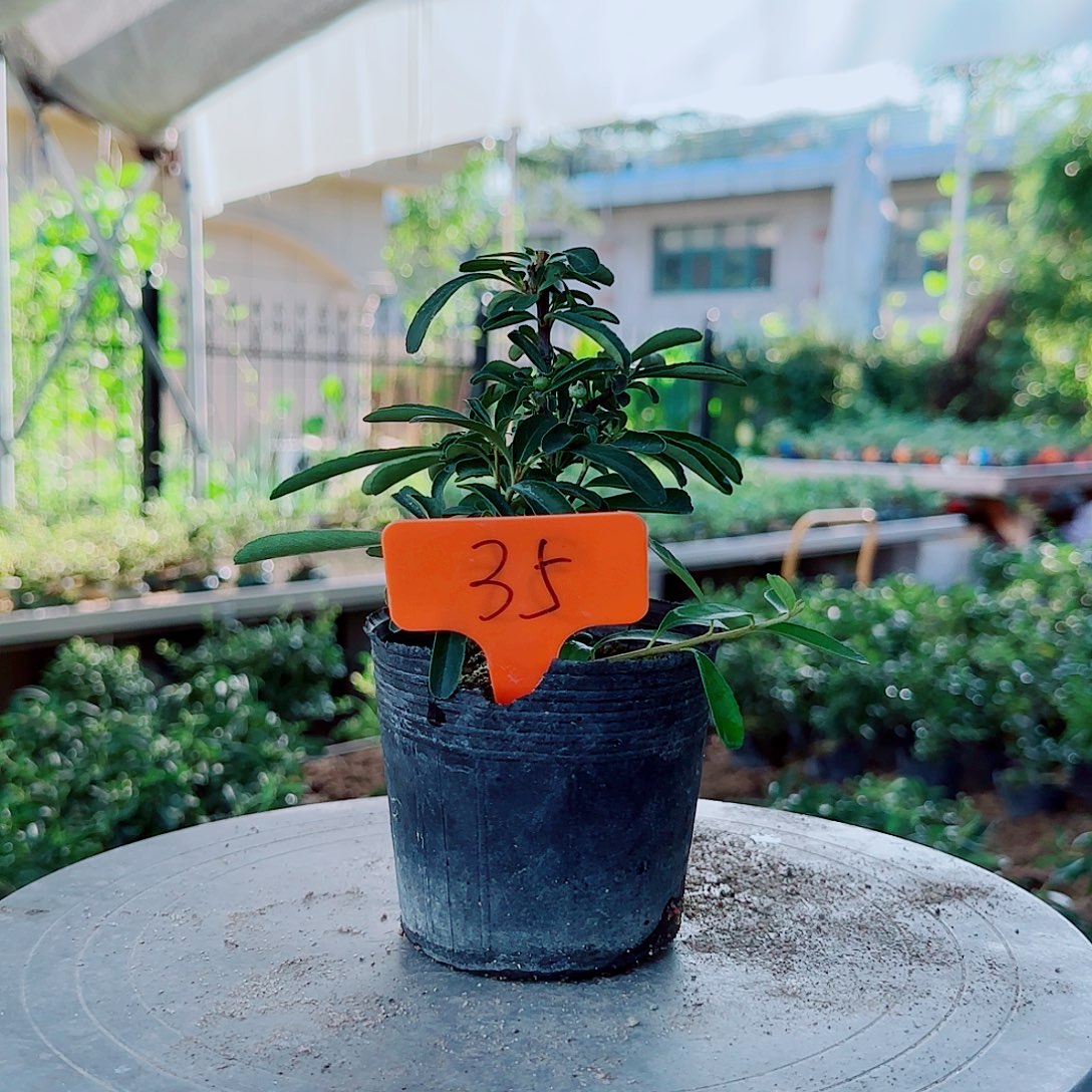 风***样无花朵火棘吉祥果素材桩