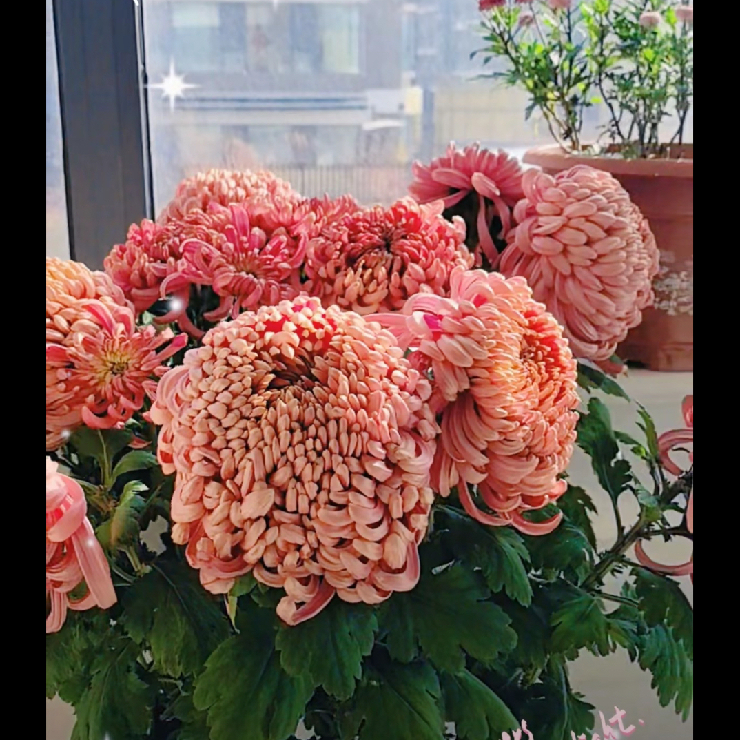 （国华松沪）九月大花型 