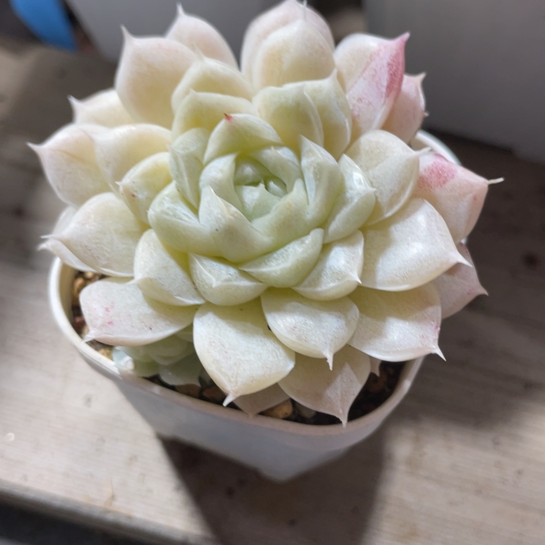 优选白透麦杆爆崽2579