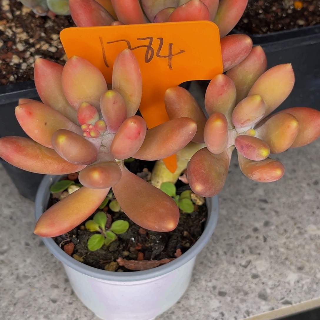 1784号晚上多肉植物群生多肉植物