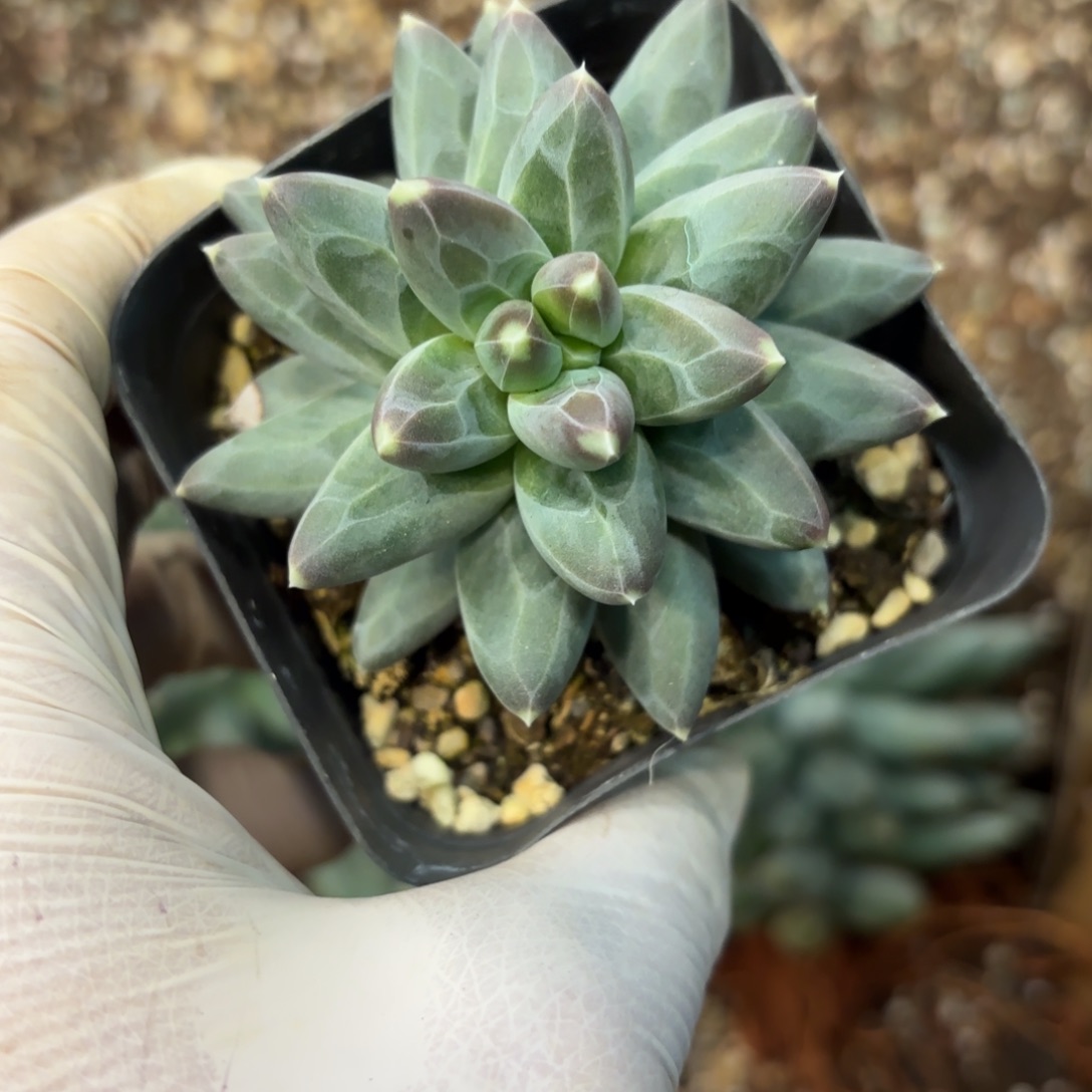 1204多肉植物雪戴丽单头