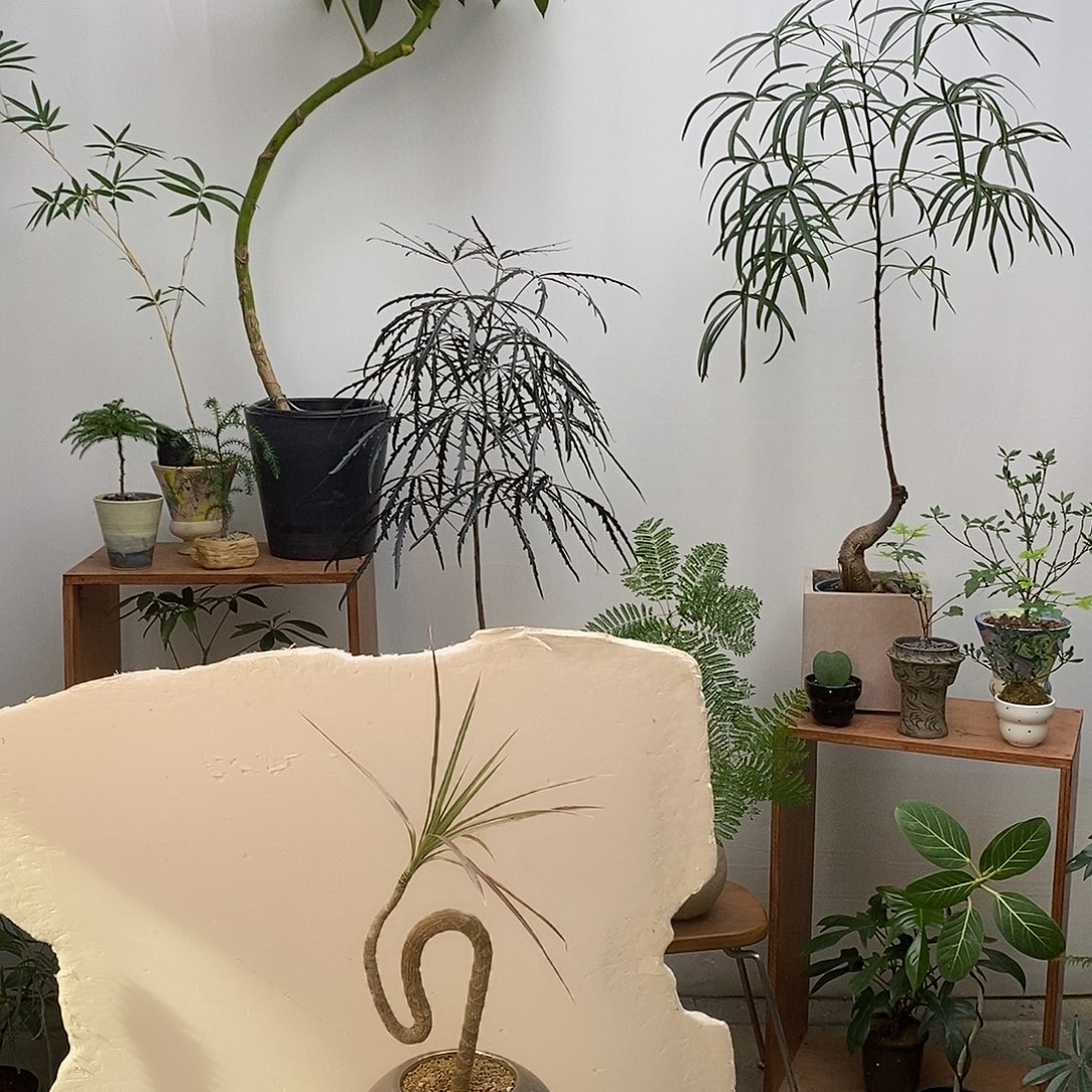 完全开放千年木（含盆）