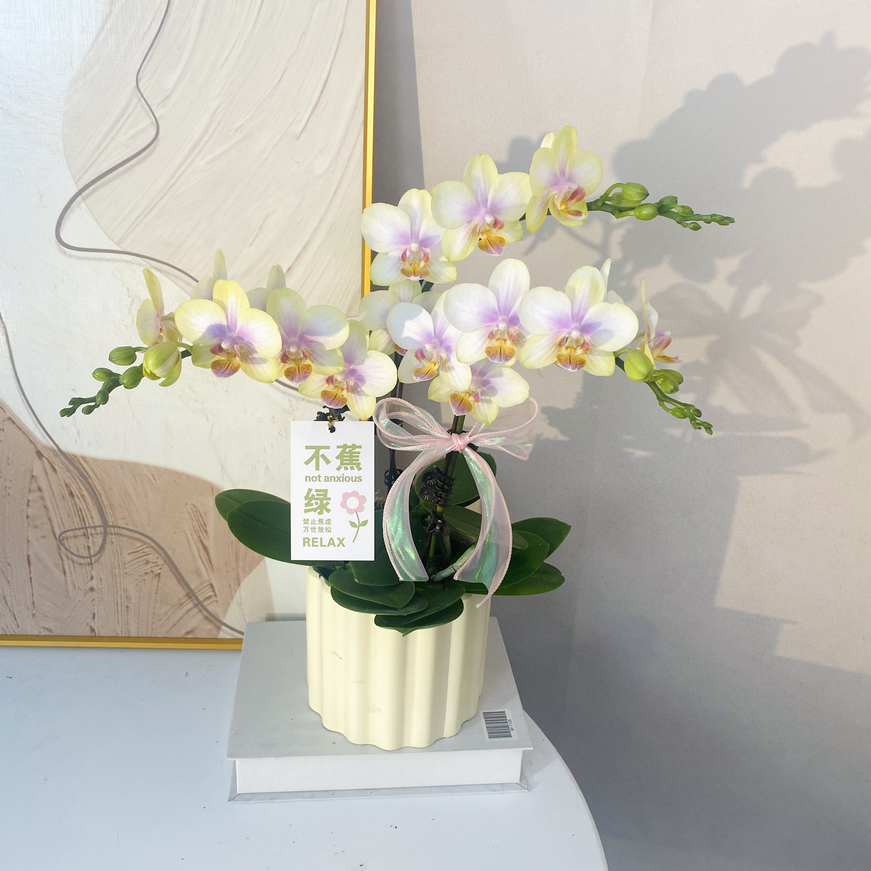 蝴蝶兰《祥云》稀有小众花色 不撞款 苗情优质叶片碧绿 基地直发