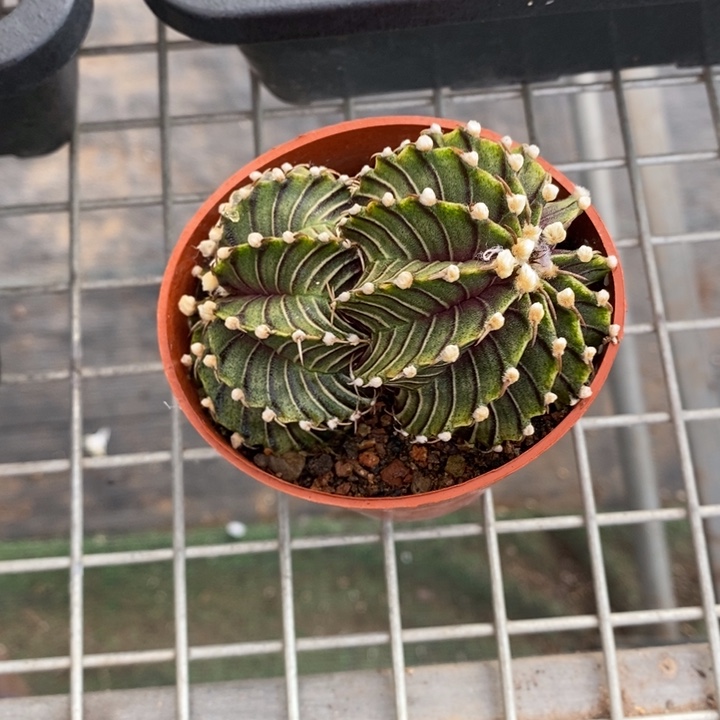 王**.伯克利和他女朋友在一起的