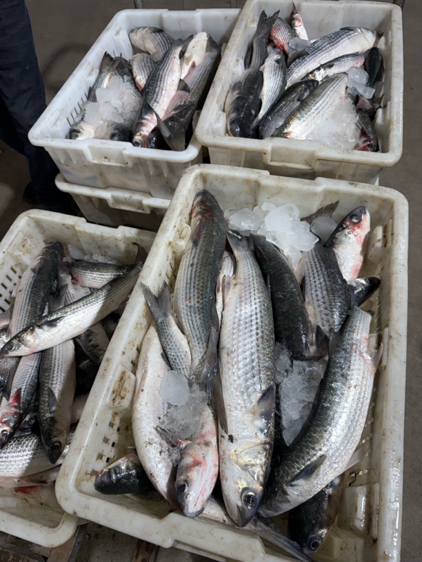 山东日照海捕乌头鱼，鲻鱼，5斤顺丰包邮