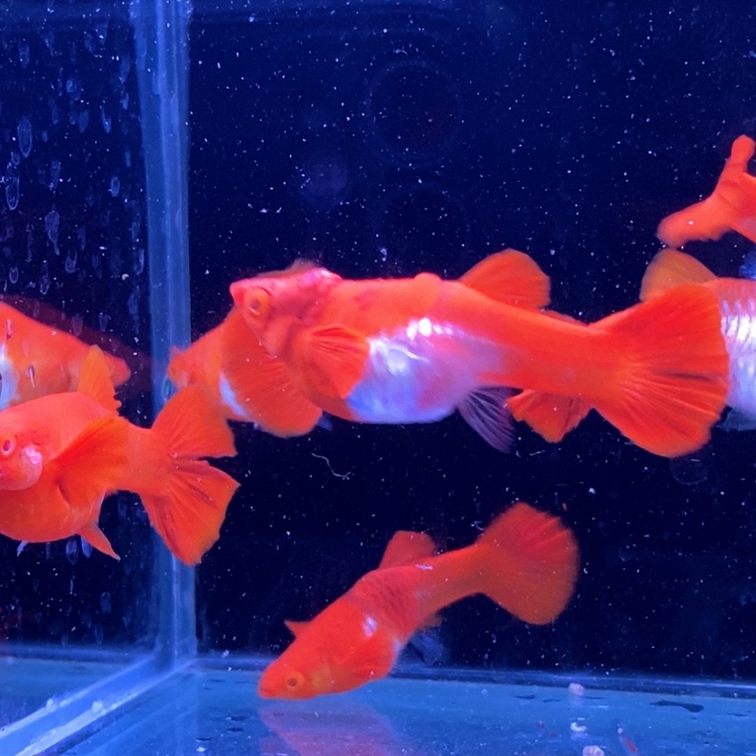 ****¹孔雀鱼瑕疵6条分水