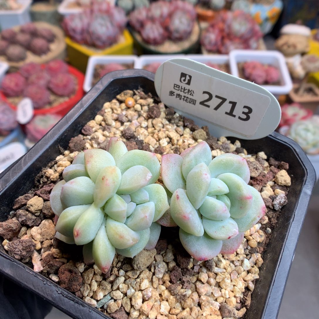 2713 冰玉石化多肉