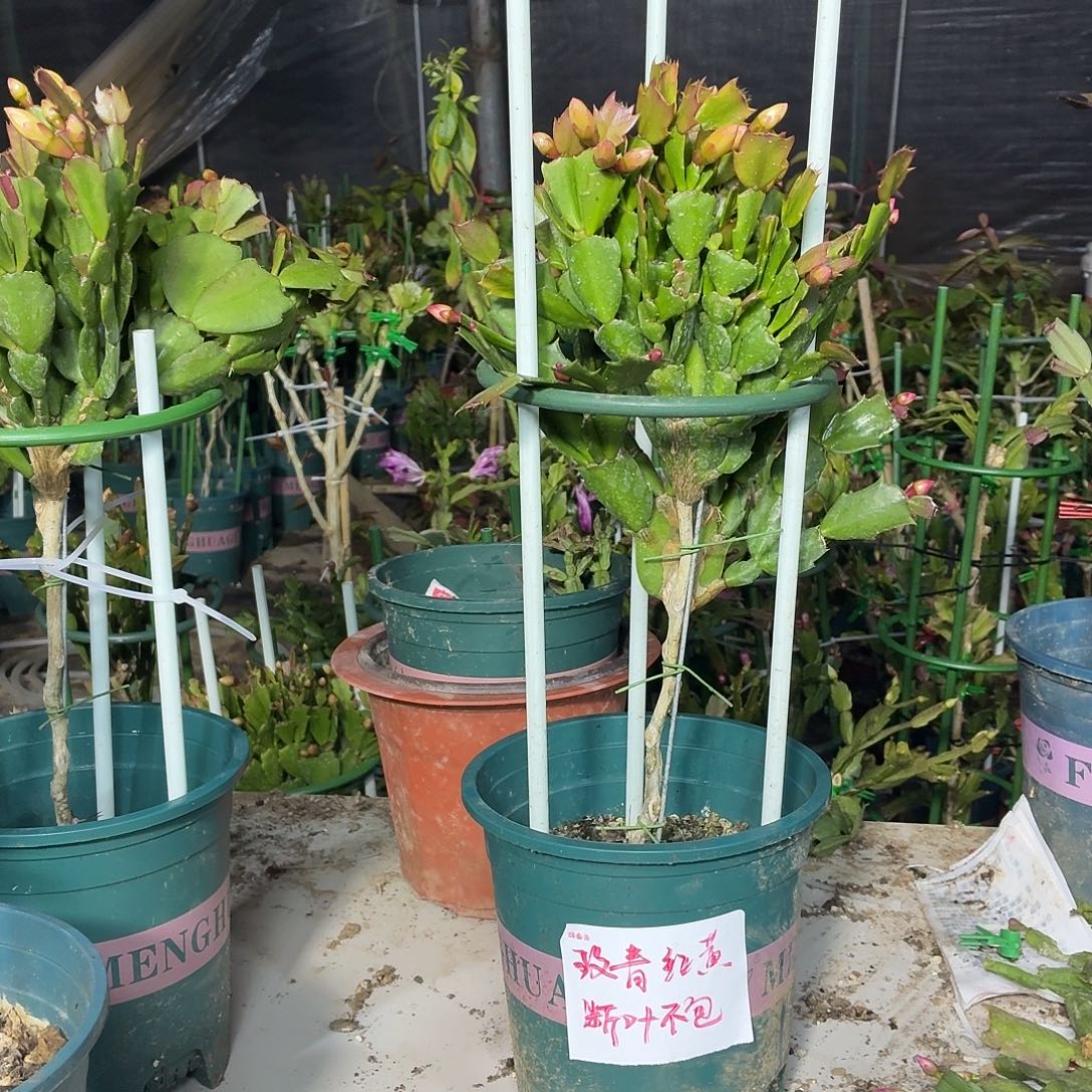 无花朵红色黄色双色掉叶片别找我