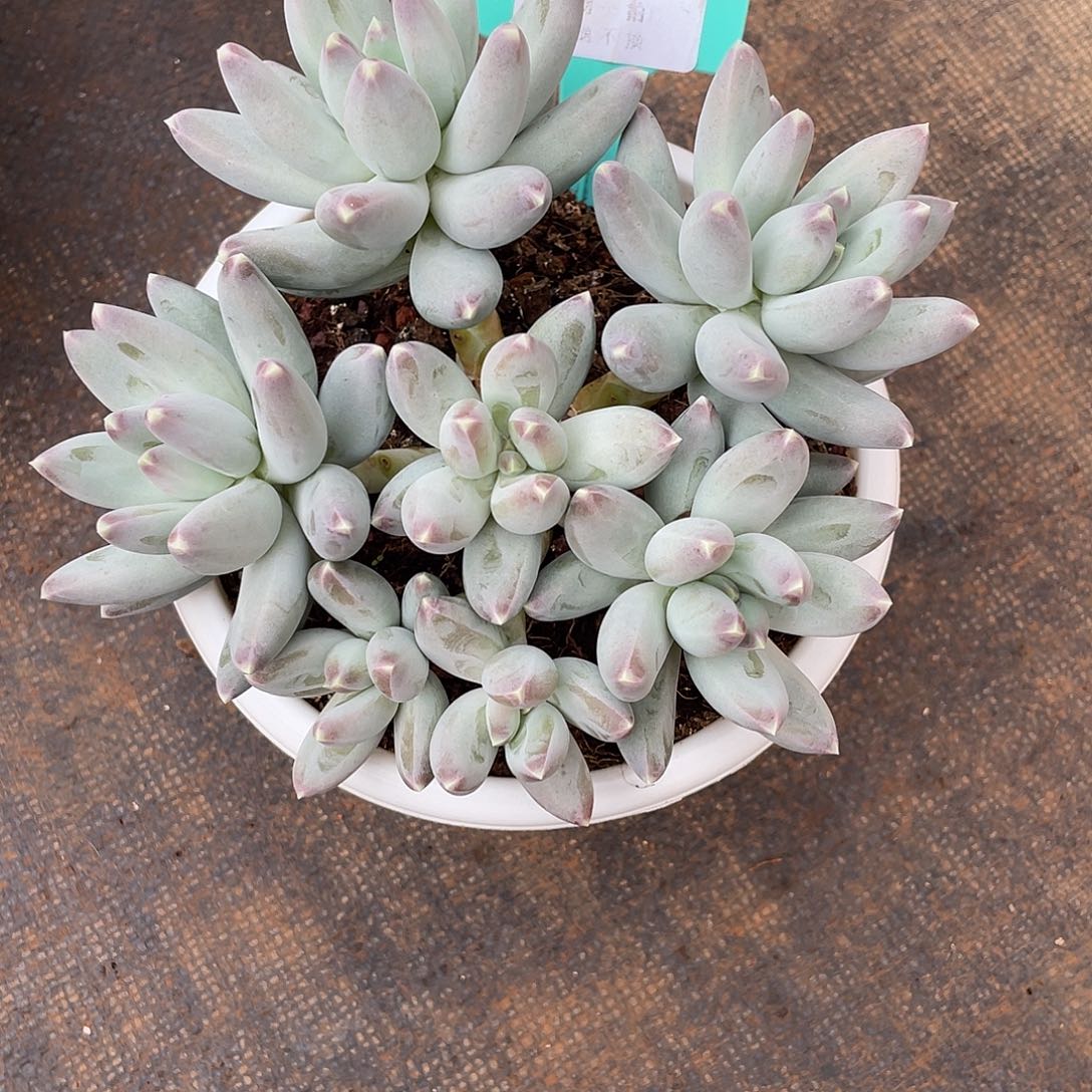 淡***道松果美人控养群2542号寄养