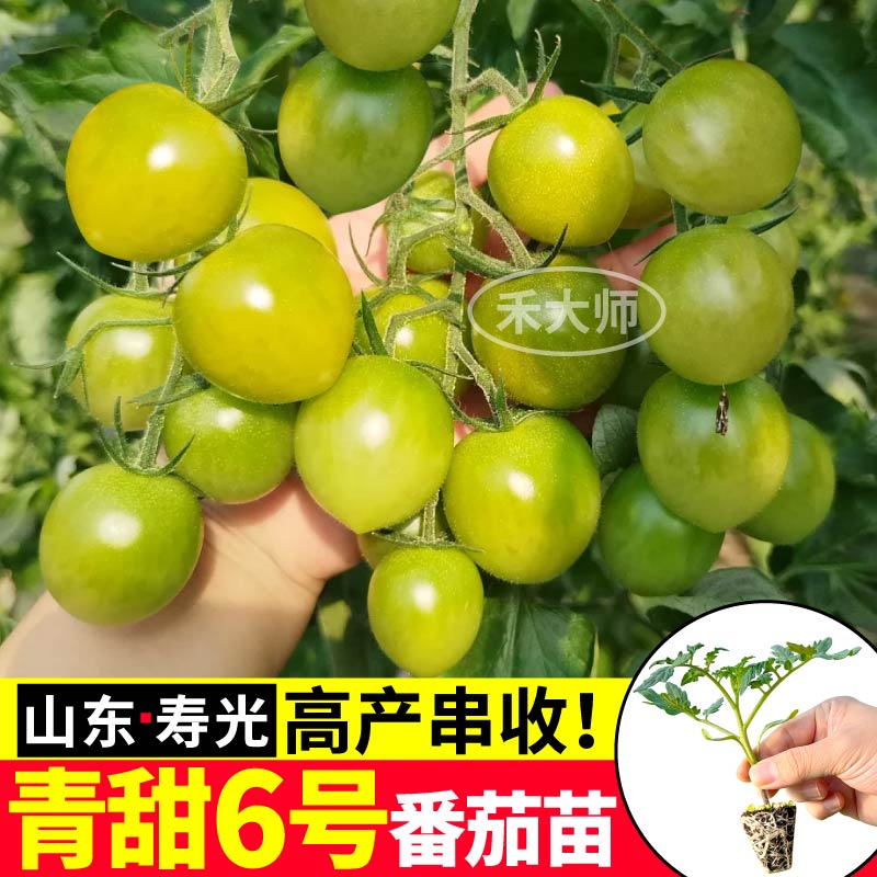 爆甜多汁青甜6号番茄秧苗带土球高产串收盆栽庭院春秋种植蔬菜苗