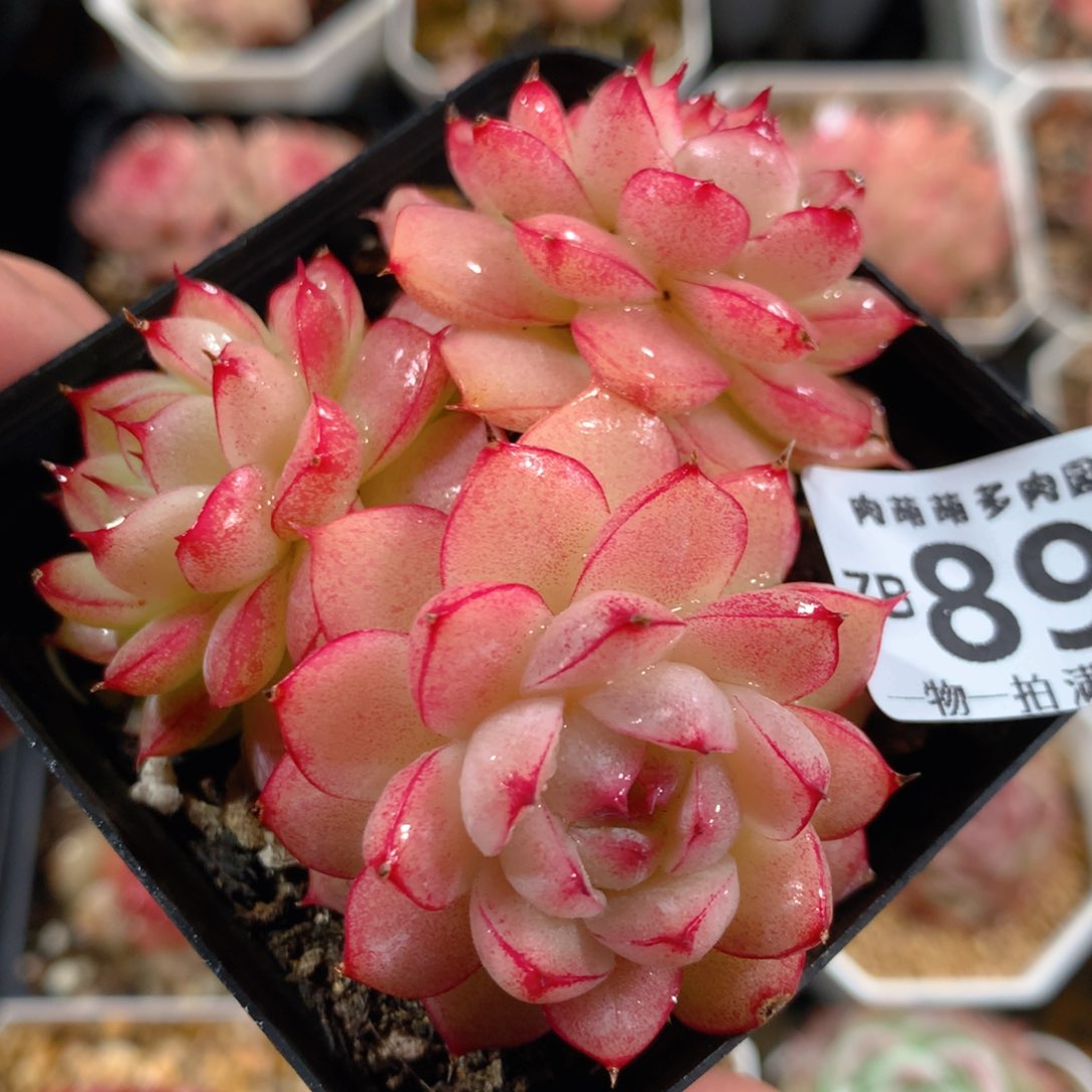 5CM拇指盆精控多肉ZB892